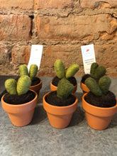 Felted Terra Cotta Cactus - Leikey Designs